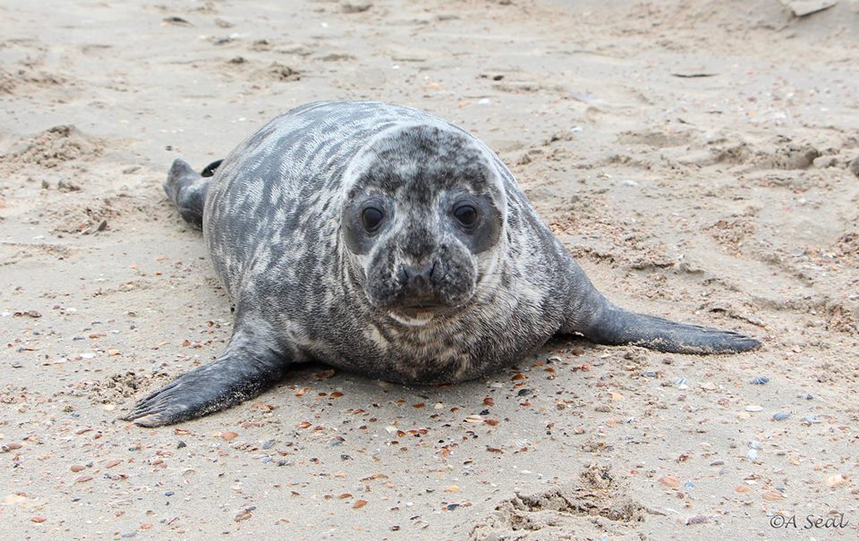 grijze zeehond 